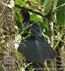 Highland Guan tail-fanning, CAYAYA BIRDING tour