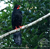 Highland Guan upright posture, CAYAYA BIRDING tour