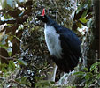 Adult Horned Guan booming, CAYAYA BIRDING tour 2017