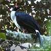 adult Horned Guan, CAYAYA BIRDING tour 2017