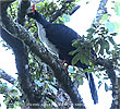 Horned Guan, CAYAYA BIRDING tour 2017