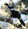 Horned Guan, CAYAYA BIRDING tour 2017