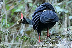 Adult Horned Guan, CAYAYA BIRDING tour 2017