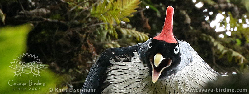 Horned Guan in Guatemala. Photograph © Knut Eisermann.