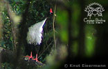 adult Horned Guan, CAYAYA BIRDING tour 2006