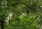 adult Horned Guan, CAYAYA BIRDING tour 2007