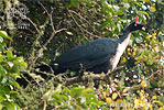 adult Horned Guan, CAYAYA BIRDING tour 2007