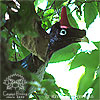 adult Horned Guan, CAYAYA BIRDING tour 2014