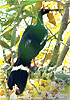 adult Horned Guan, CAYAYA BIRDING tour 2016