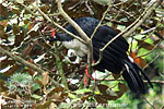 adult Horned Guan, CAYAYA BIRDING tour 2017