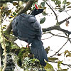 adult Horned Guan, CAYAYA BIRDING tour 2017