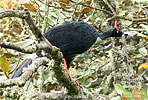 adult Horned Guan, CAYAYA BIRDING tour 2017