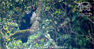 adult Horned Guan, CAYAYA BIRDING tour 2017