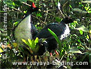 Horned Guan adult and immature, CAYAYA BIRDING tour 2006