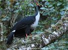 Adult Horned Guan, CAYAYA BIRDING tour 2017