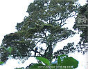 Horned Guan in lower canopy, CAYAYA BIRDING tour 2017