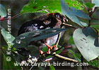 Horned Guan chick, CAYAYA BIRDING tour 2007