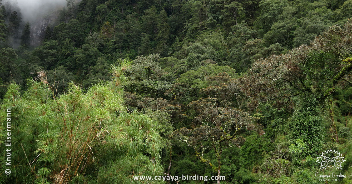 Horned Guan habitat in Guatemala