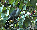 Immature Horned Guan, CAYAYA BIRDING tour 2017