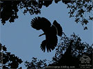 Horned Guan in flight, CAYAYA BIRDING tour 2017