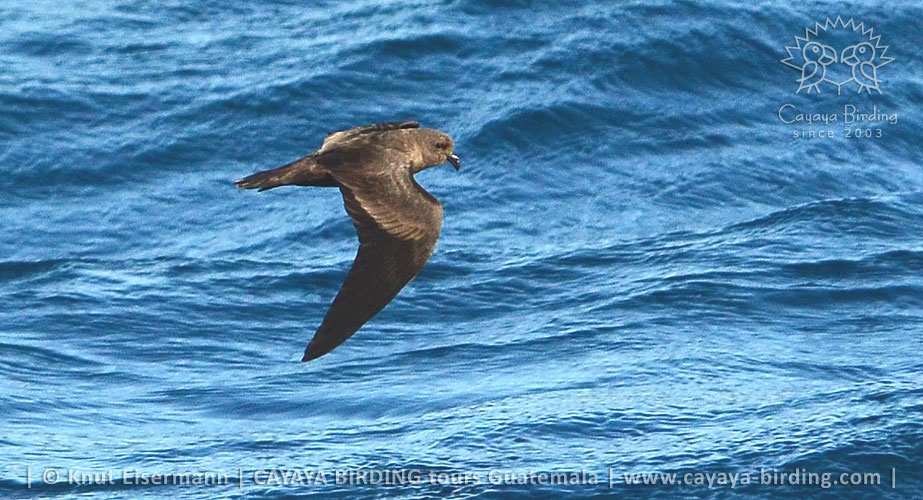 Least Storm-Petrel in Guatemala during a CAYAYA BIRDING pelagic tour