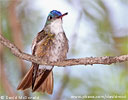 Azure-crowned Hummingbird, by David McDonald