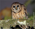Fulvous Owl, by David McDonald