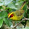 Golden-browed Warbler, by David McDonald