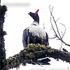 Horned Guan, by David McDonald