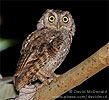 Pacific Screech-Owl, by David McDonald