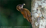 Smoky-brown Woodpecker, by David McDonald