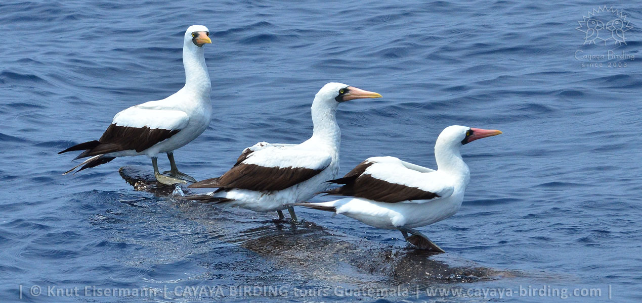 Nazca Boobies in Guatemala during a CAYAYA BIRDING pelagic tour