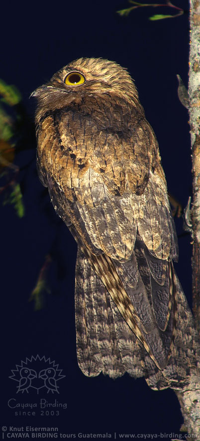 Northern Potoo in Guatemala.