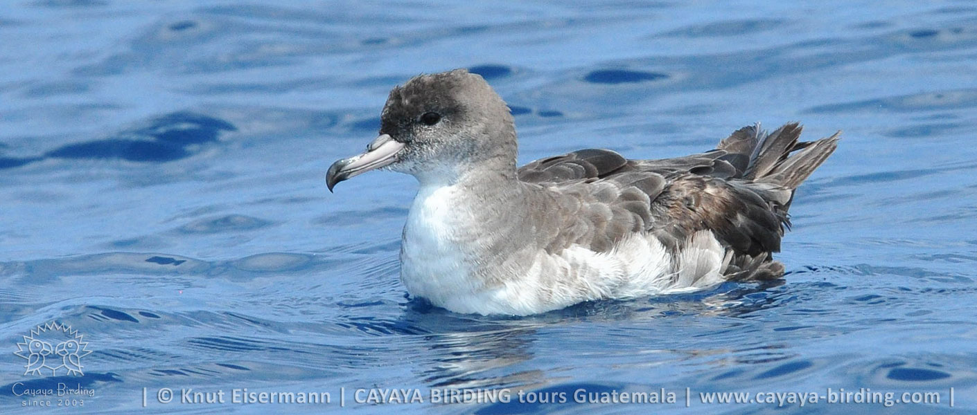 Pink-footed Shearwater in Guatemala during a CAYAYA BIRDING pelagic tour