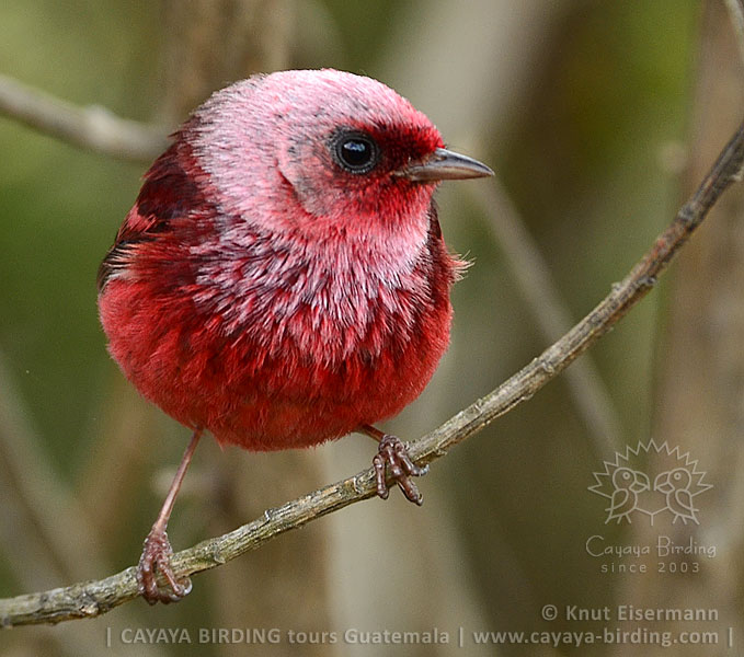 Pink-headed Warbler, CAYAYA BIRDING day trips from several tourism hotspots in Guatemala