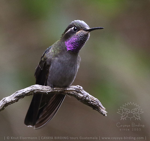 Amethyst-throated Hummingbird, Birdwatching near Quetzaltenango with CAYAYA BIRDING