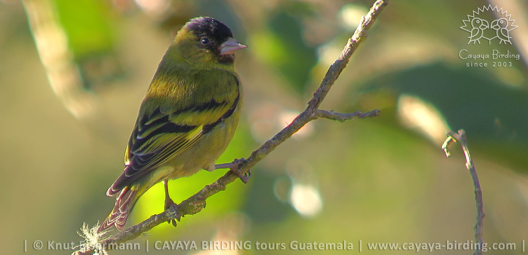 Black-capped-Siskin, Birdwatching near Quetzaltenango with CAYAYA BIRDING