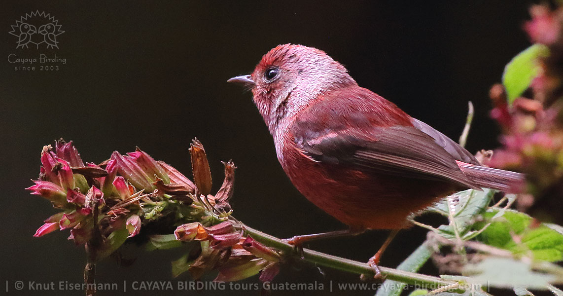 Pink-headed Warbler, Birdwatching near Quetzaltenango with CAYAYA BIRDING