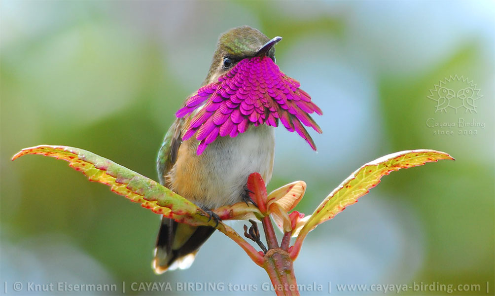 Wine-throated Hummingbird, Birdwatching near Quetzaltenango with CAYAYA BIRDING
