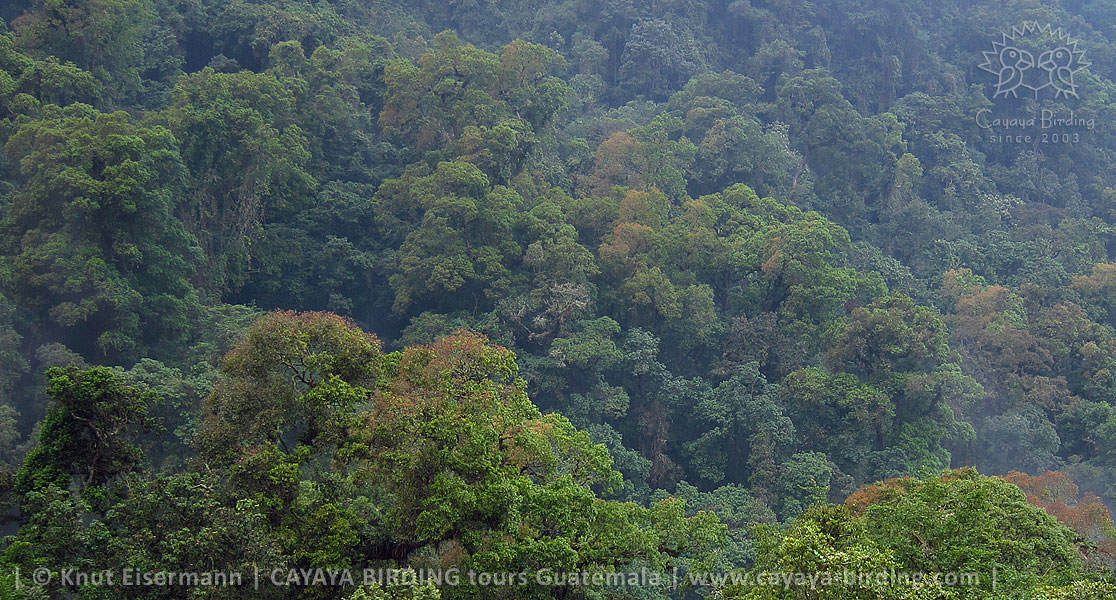 Cloud forest, Birdwatching near Quetzaltenango with CAYAYA BIRDING