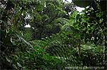 Cloud forest in Ranchitos del Quetzal
