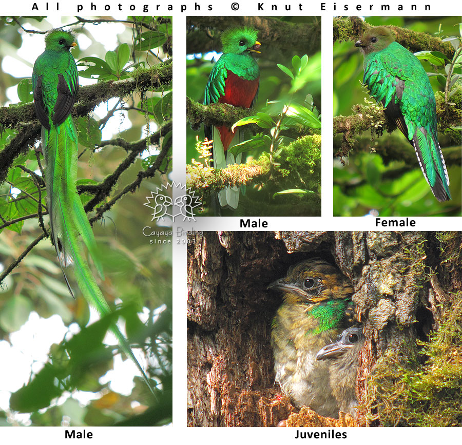 Resplendent Quetzal: national bird of Guatemala
