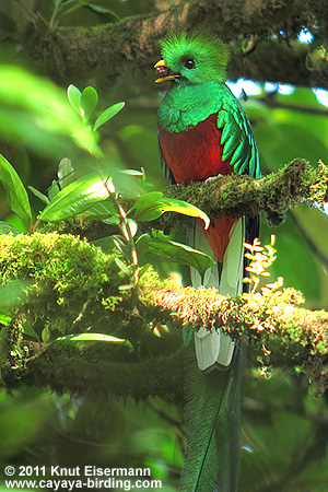 Resplendent-Quetzal male 