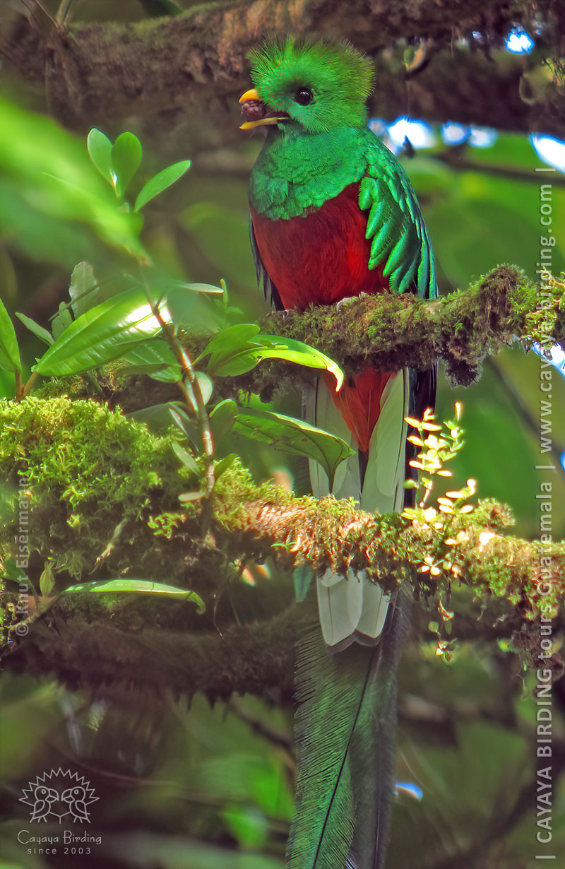 Seeing Resplendent Quetzal Pharomachrus Mocinno In Guatemala Seeing Resplendent Quetzal Pharomachrus Mocinno In Guatemala