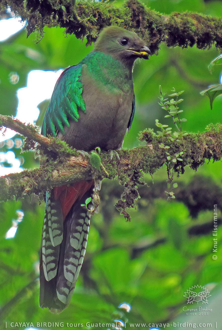 Seeing Resplendent Quetzal Pharomachrus Mocinno In Guatemala Seeing Resplendent Quetzal Pharomachrus Mocinno In Guatemala