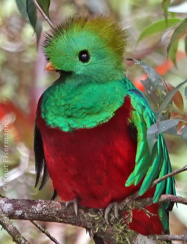 Resplendent Quetzal