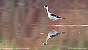 Black-necked Stilt, by Ulrich Schuster