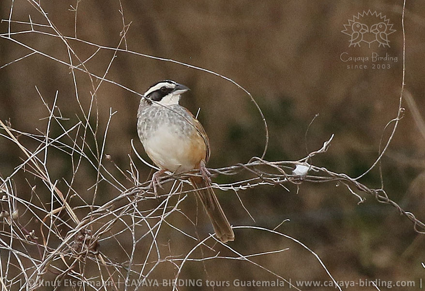 Stripe-headed Sparrow, CAYAYA BIRDING relaxed Volcano - Mangrove - Birding - Tour in Guatemala