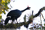 Horned Guan by Peter Wächtershäuser, CAYAYA BIRDING tour 2011