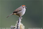 Prevost's Ground-Sparrow, by Peter Wächtershäuser.